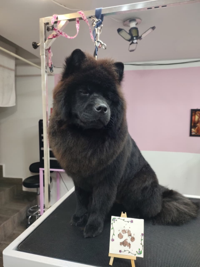 Estética felina León Gto