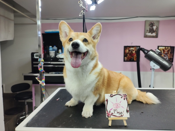 Estética felina León Gto