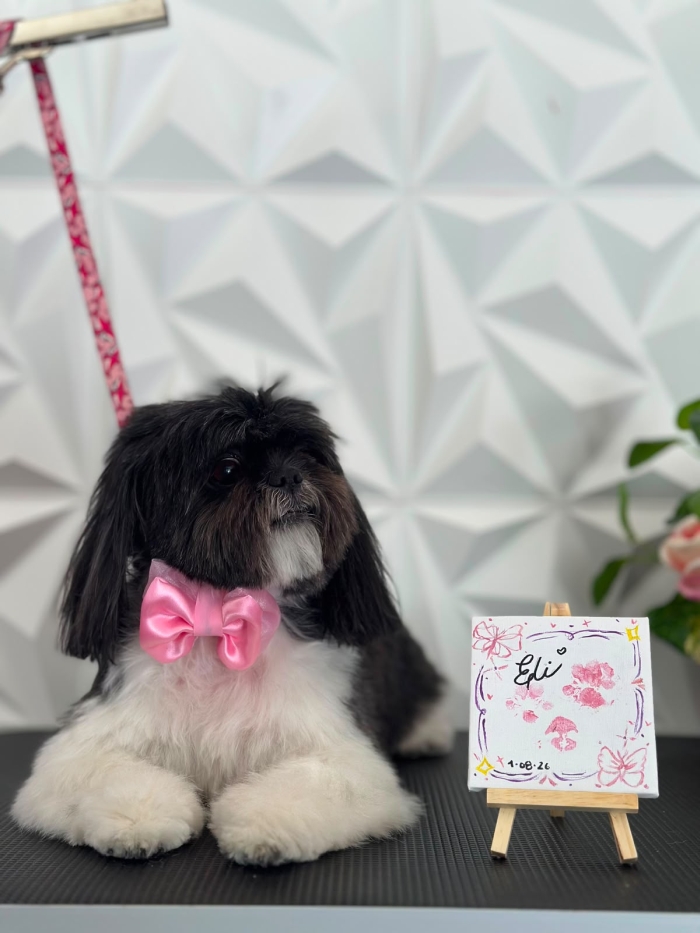 Estética felina León Gto