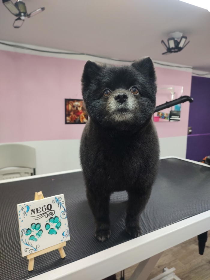 Estética felina León Gto