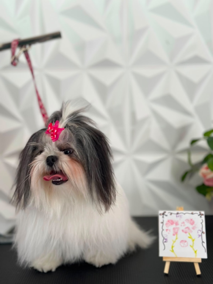 Estética felina León Gto