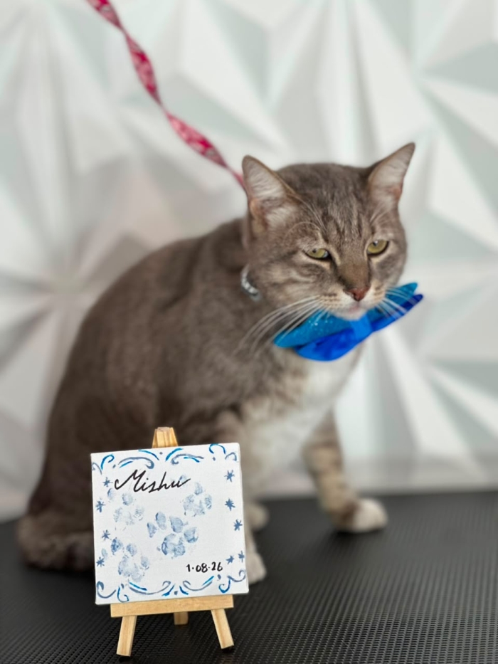 Estética felina León Gto