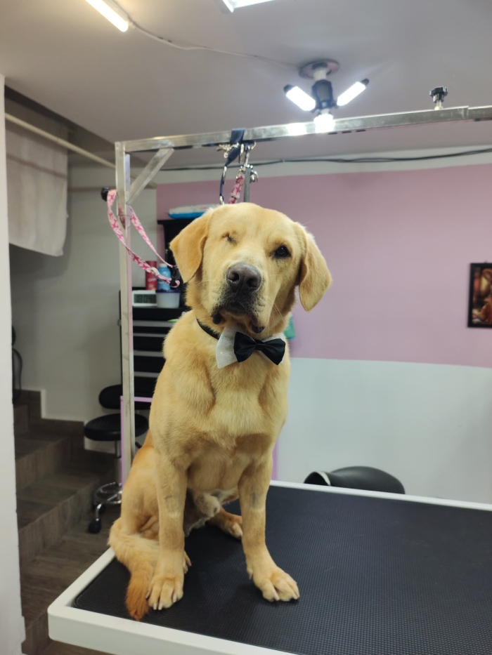 Estética felina León Gto