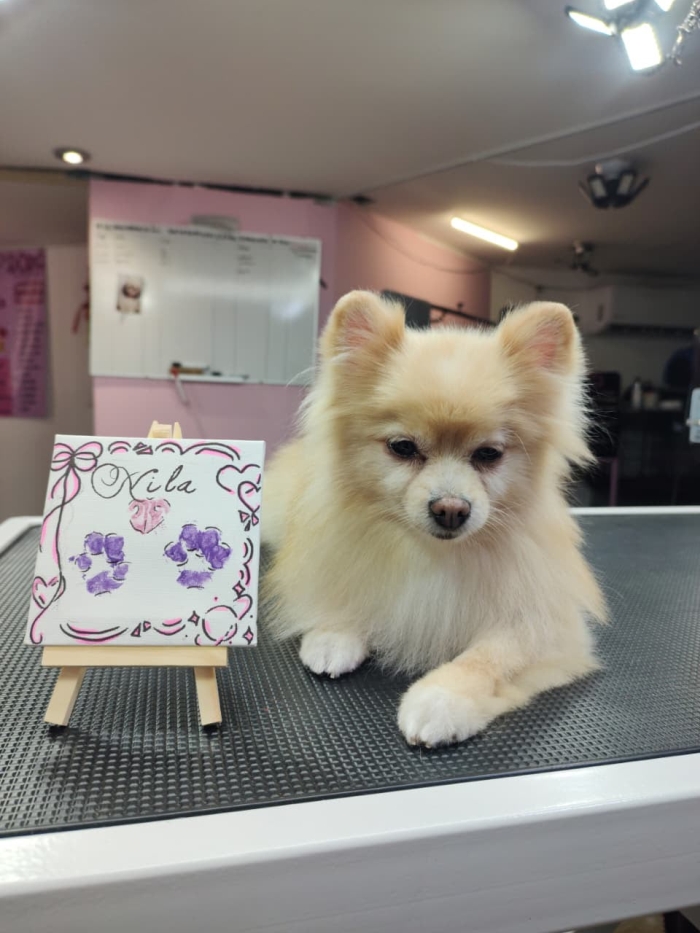 Estética felina León Gto