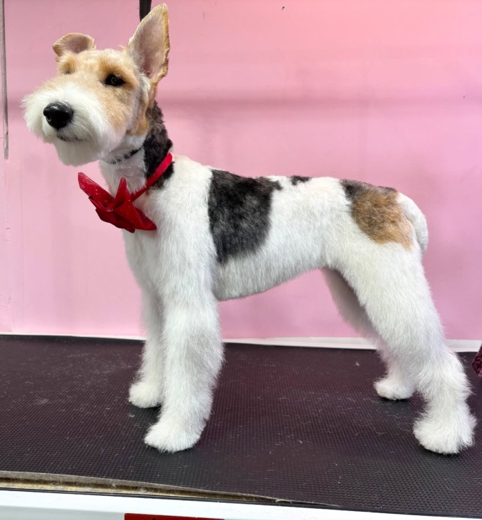 Estética felina León Gto