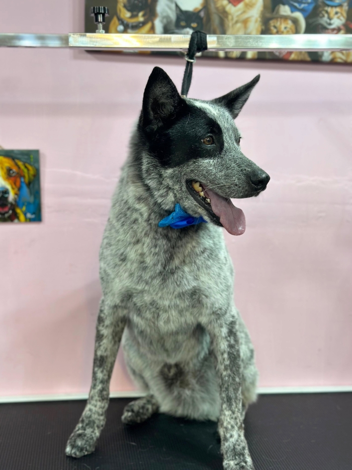 Estética felina León Gto