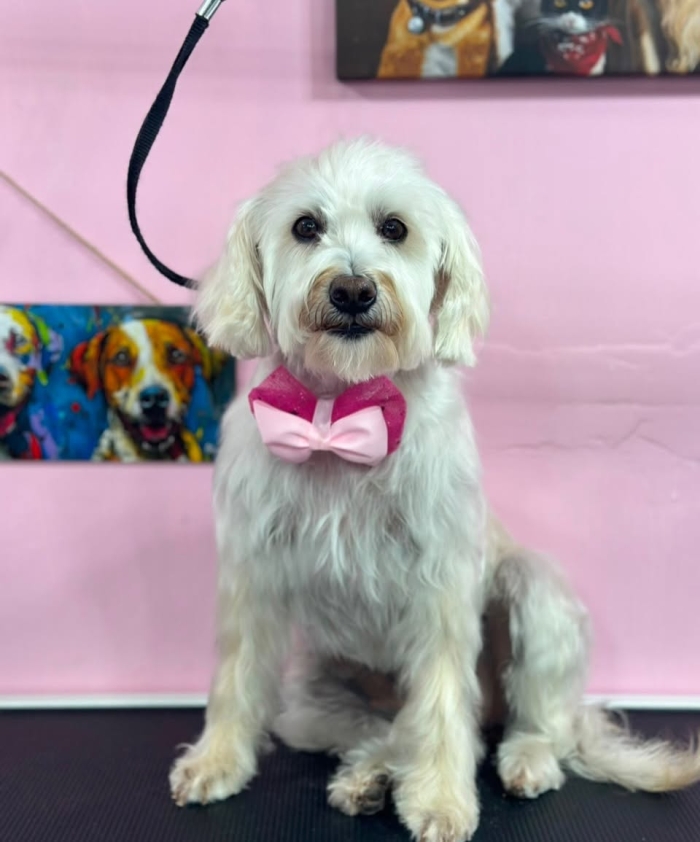 Estética canina en León Gto