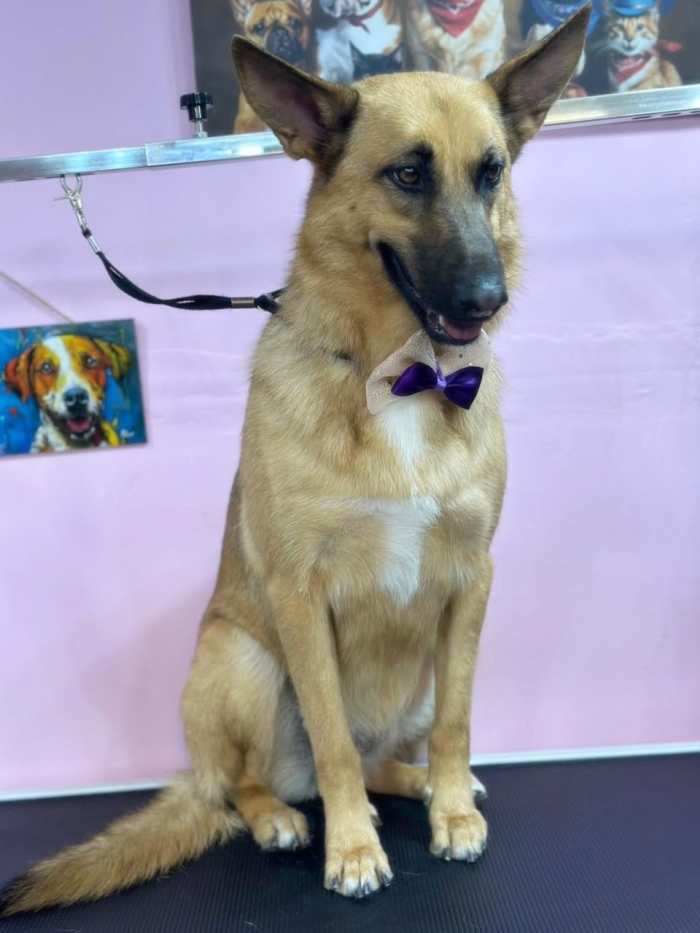 Estética felina León Gto