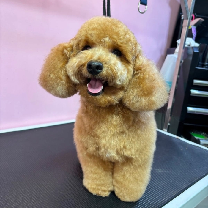 Estética canina en León Gto