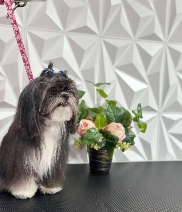 Estética felina León Gto