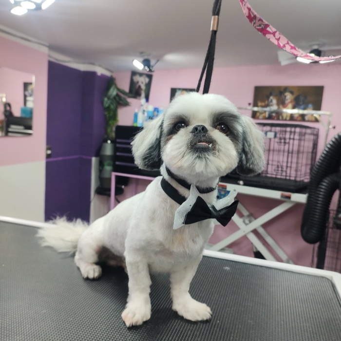 Estética canina en León Gto
