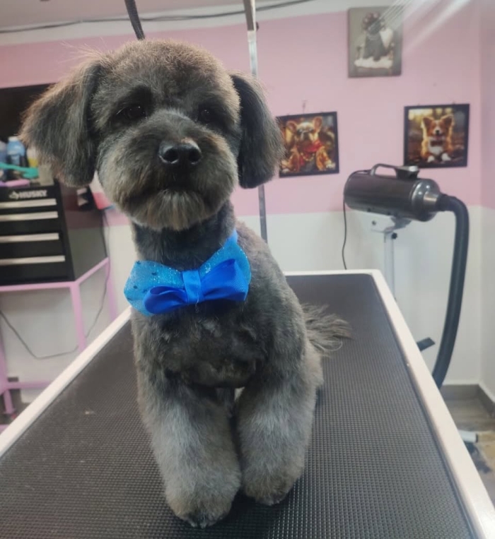 Estética felina León Gto
