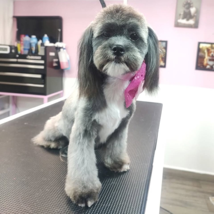 Estética canina en León Gto