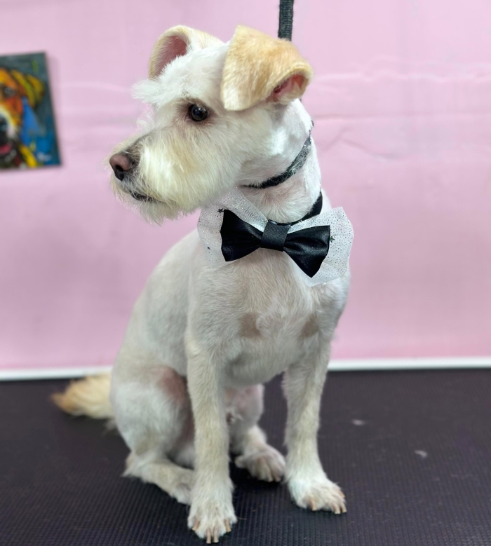Estética felina León Gto