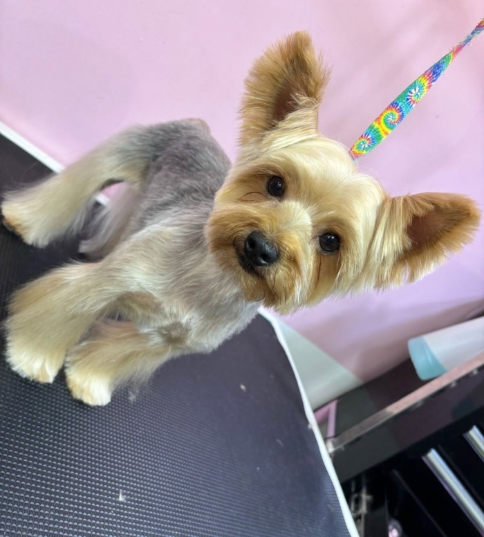 Estética canina en León Gto