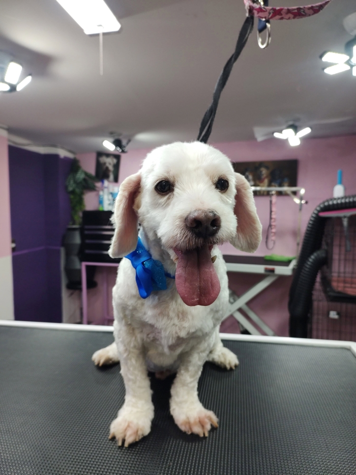 Estética felina León Gto