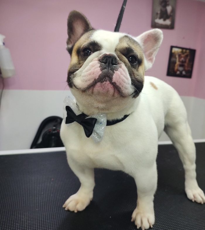 Estética felina León Gto