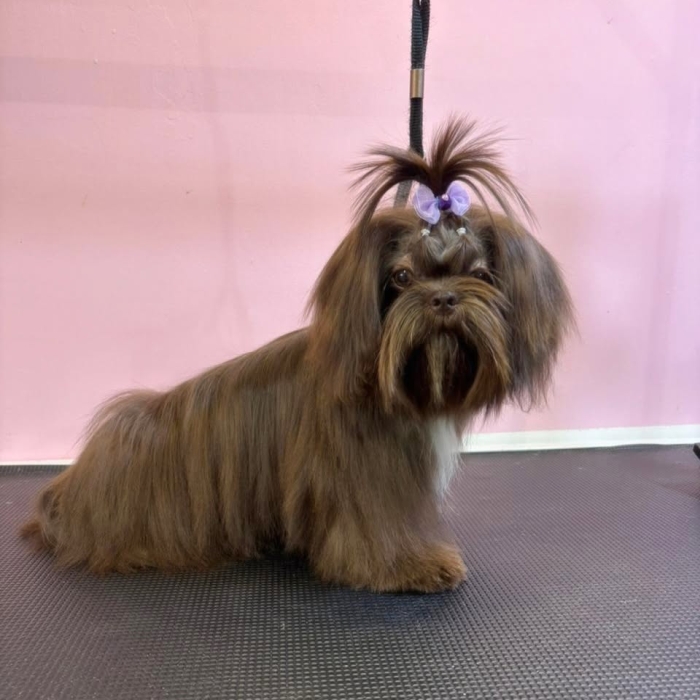 Estética canina en León Gto
