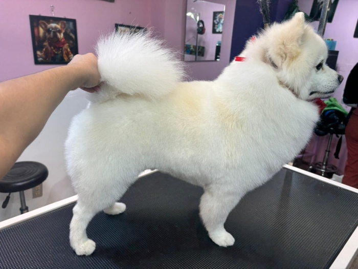 Estética felina León Gto
