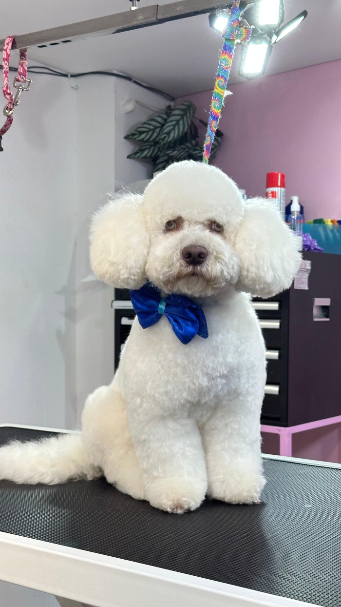 Estética canina en León Gto