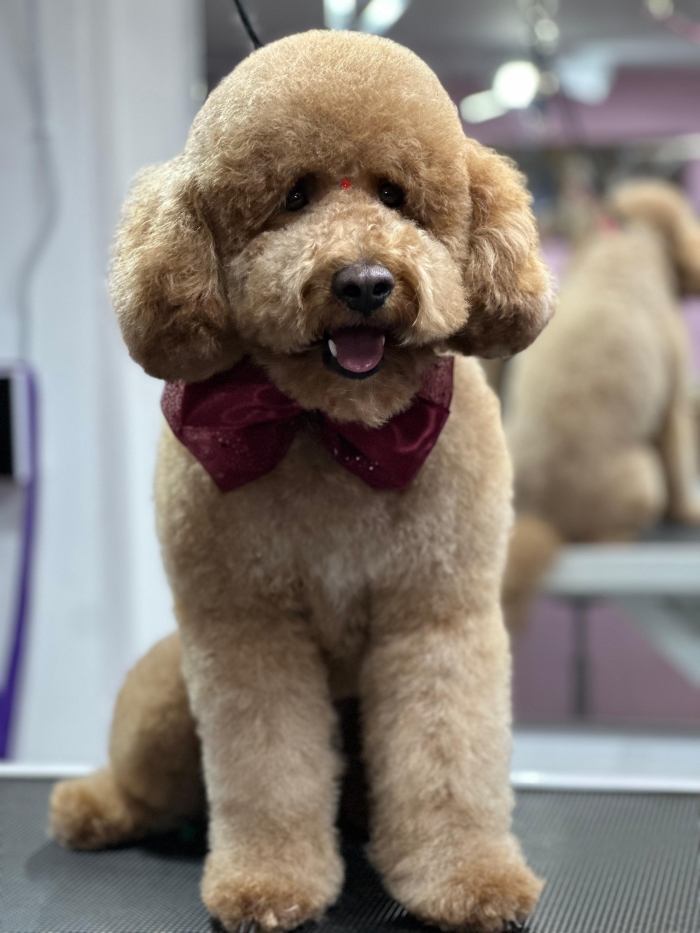 Estética canina en León Gto