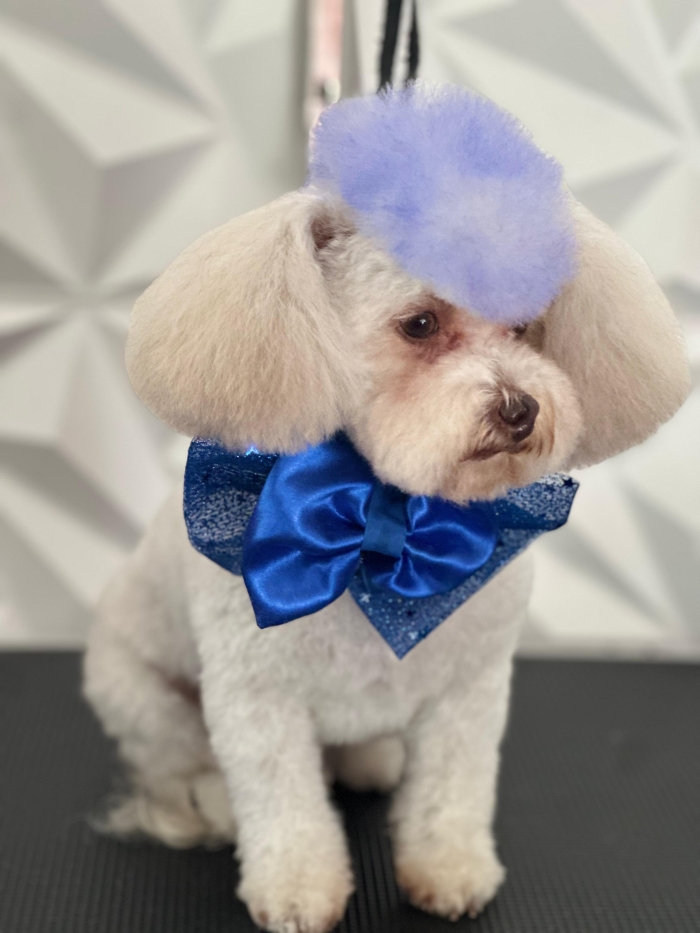 Estética felina León Gto