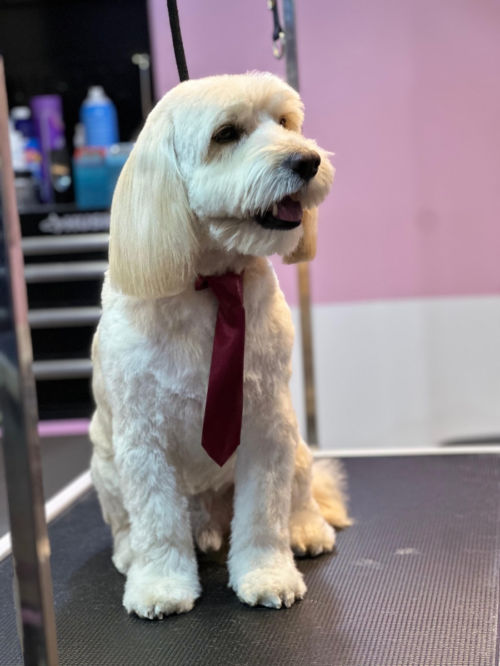 Estética canina en León Gto