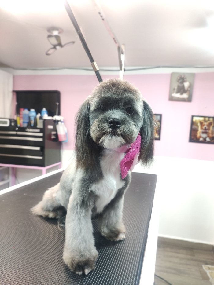 Estética felina León Gto