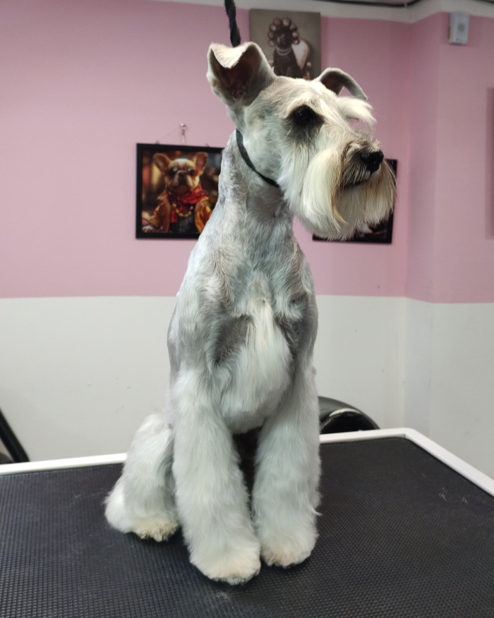 Estética canina en León Gto