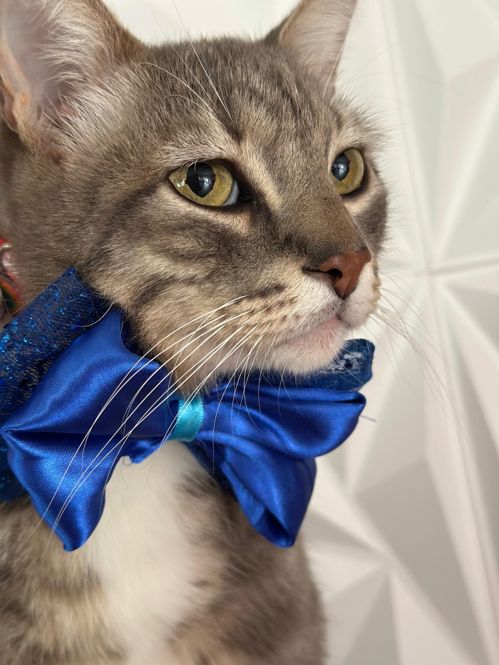 Estética felina León Gto