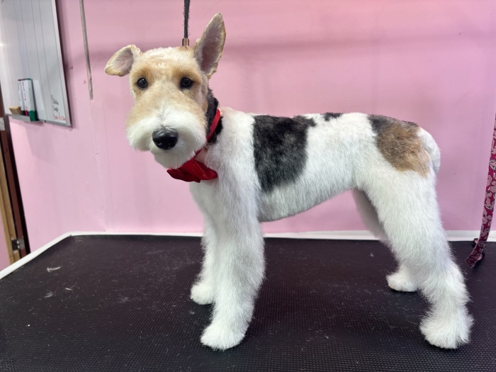 Estética felina León Gto