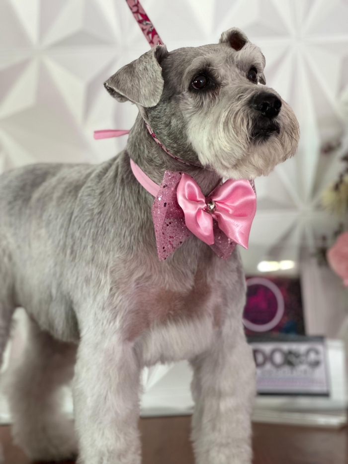 Estética felina León Gto