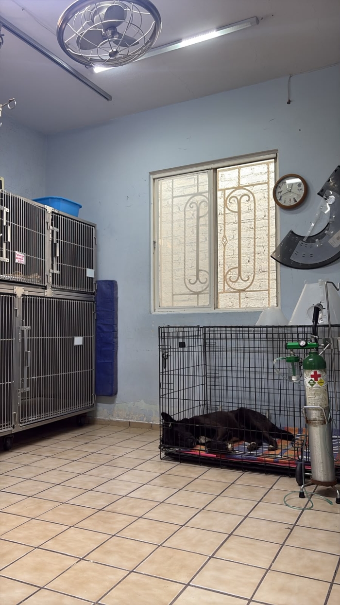 Veterinario en León Gto