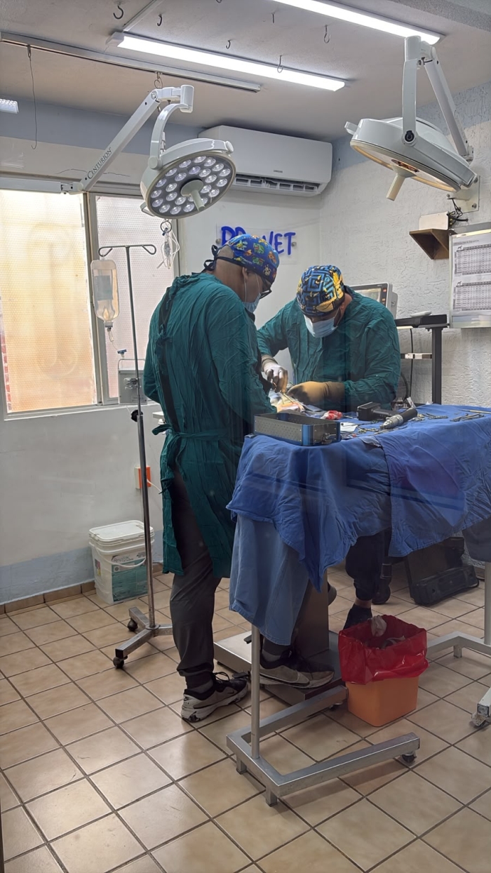 Veterinario en León Gto